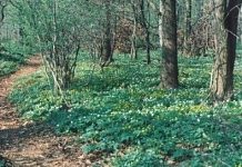 Naturschutzgebiet Bockmerholz