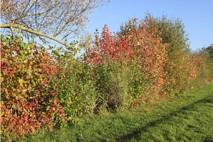 Feldhecke Wildgehölze © Helge May, NABU
