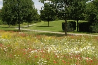 Grünflächen Wiese © Stadt Sehnde