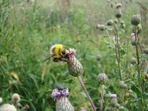 Hummel Hummel auf Blüte © Stadt Sehnde