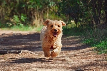 Hund, kleiner Hund läuft, Bild von zoegammon, pixabay © Stadt Sehnde