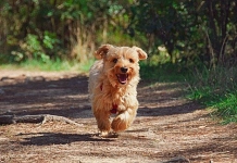 Hund, kleiner Hund läuft, Bild von zoegammon, pixabay