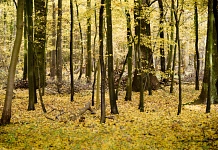 Wald Papenholz, Ladeholz