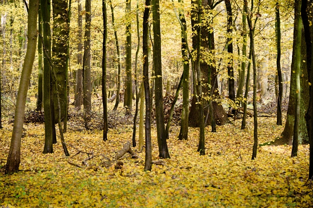 Wald Papenholz, Ladeholz © Stadt Sehnde