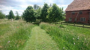 Wiesenvegetation Weg in Wiese © Stadt Sehnde