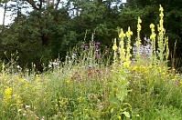 Wildbienensaum Blühwiese © Stadt Sehnde